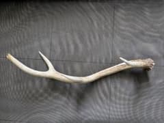 天然　エゾシカの角　片方　約60cmのサムネイル