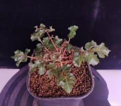 か*ん様 珍奇塊根植物ボスウェリア フレレアナ実生株 鉢ごと発レア品種