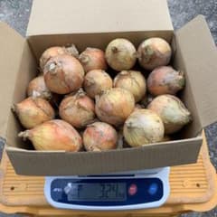 無農薬　奥手小玉新玉ねぎ　3キロのサムネイル
