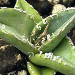 アガベパープソラム　裏棘　強スタッズ　ブツブツ系 楽天市場】観葉植物/アガベ：パープソラム（裏棘）2.5号鉢植え : 園芸