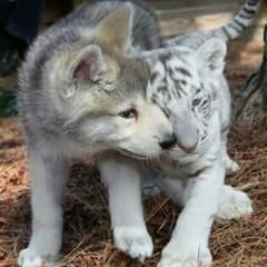 かぁしゃん様専用!!のサムネイル