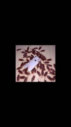 ゴキブリのおもちゃのサムネイル
