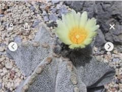 〈種子10粒〉鸞鳳玉　ランポウ玉