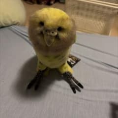 HANSA セキセイインコ ぬいぐるみのサムネイル