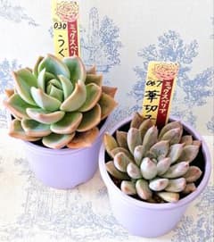 パステルブロッサム　華切子　札付きポットごとメルカリ便おらいさん苗ミックスベリア うぐいす 華切子 札付きポットごとメルカリ便おらいさん苗ミックス