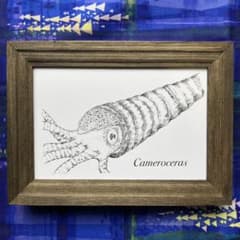 カメロケラス ポストカードのサムネイル