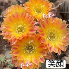 34-笑顔 新品種 花サボテン ロビビア属 複色咲き カキコ - メルカリ