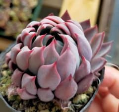 赤鬼 ミックスベリア おらいさん 土付き発送 多肉 - メルカリ
