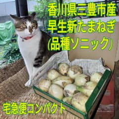 香川県産 新玉ねぎ 宅急便コンパクトにてのサムネイル