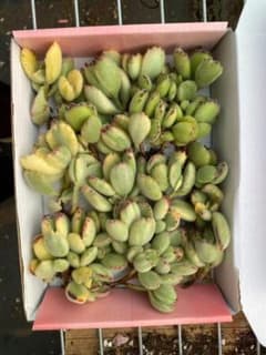 デーモンレルム◎多肉植物 カット苗 韓国苗 エケベリア等 デーモンレルム◎多肉植物 カット苗 韓国苗 エケベリア等 | Shop at