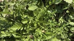 新鮮なナズナ 荠菜 300g 採れたて①のサムネイル