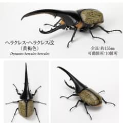 이키모노 대도감 카부토 무시 07 캡슐 버전 헤라클레스 헤라클레스 카이 황갈색