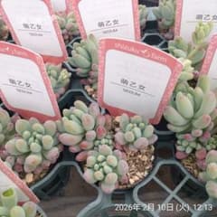 1ポット985円 セダム 萌乙女 6cmポット - メルカリ