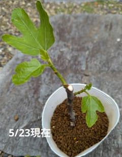 イチジク ドーフィン 挿し木苗bのサムネイル