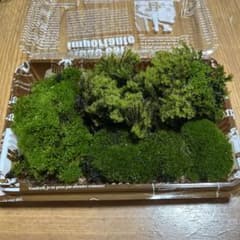 天然 苔 詰め合わせ 盆栽 テラリウム用のサムネイル