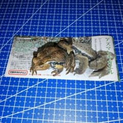 原色両生類カエル図鑑 アズマヒキガエルのサムネイル