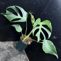 ル*ス様 モンステラデリシオーサシエラナオアハカ増殖株大株美葉個体レア k*o様 モンステラデリシオーサシエラナオアハカ増殖株大株美葉個体レア