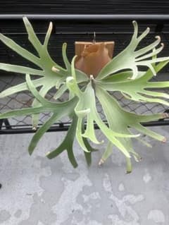 P. White Mr. oat ホワイトミスターオート ビカクシダ - メルカリ