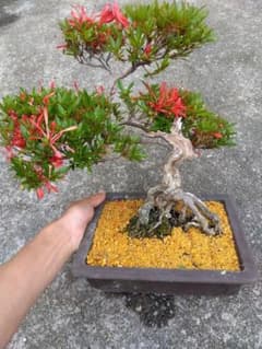 皐月　金采　盆栽　8号陶器鉢つき　根上がり❗古肌❗　② 皐月 金采 盆栽 8号陶器鉢つき 根上がり❗古肌❗ ② - メルカリ