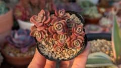 赤葉日高ミセバヤ 抜き苗 多肉植物 - メルカリ