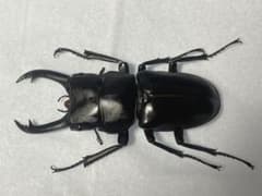 【WF1】アカアシクワガタ ♂50.5mm ♀33.5mm 標本用死虫 クワガタのサムネイル