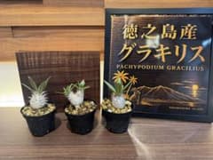 TOKUNOSHIMA育成｜グラキリス実生｜丸型良株｜選抜株」3株セット
