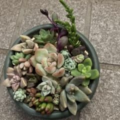 エケベリア セダム 10センチ鉢 カット苗 寄せ植えセット - メルカリ