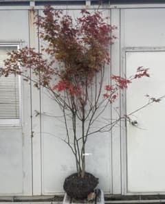 現品》イロハモミジ 株立ち 樹高1.9m（根鉢含まず）217【紅葉/苗木 