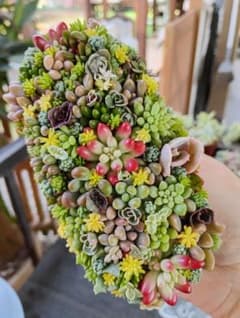 そのまま飾れる多肉植物寄せ植え♡のサムネイル