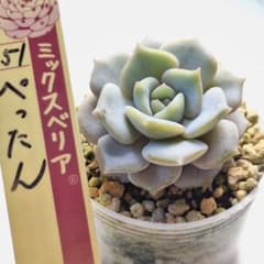 ❤️専用❤️★G ミックスベリア❤️円❤️抜き苗♪✨メルカリ便✨札付き❤️セール❤️ ミックスベリア ぺったん おらいさん 4.5cm鉢 札なし 抜き苗発送
