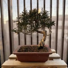 真柏 盆栽｜捻転幹・舎利あり｜小品サイズ・素材良好のサムネイル