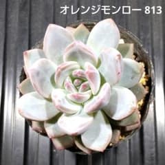 オレンジモンロー 813 エケベリア 多肉植物 抜き苗 - メルカリ