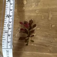 ルブラハイグロ水草 1本 アクアリウム用のサムネイル