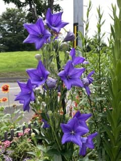 宿根 桔梗の花の種  100粒以上のサムネイル