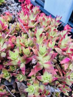 多肉植物　寄せ植え　クラッスラ　赤鬼城？　カット苗　箱いっぱい‼️ 多肉植物 寄せ植え クラッスラ 赤鬼城？ カット苗 箱いっぱい