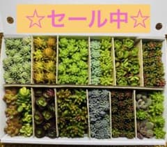F Sedum 15 varieties cuttings assortment [Anonymous shipping] ☆On sale now