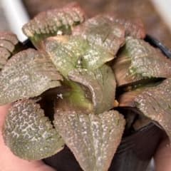 ハオルチア 天空の境錦①　多肉植物のサムネイル