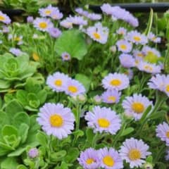 ダルマギク　花苗　抜き苗　②