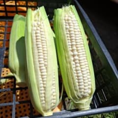 朝採り新鮮！ 　青森県産ホワイトショコラ5本のサムネイル