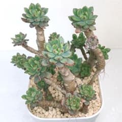ブルーエルフ 多肉植物 エケベリア セダムのサムネイル