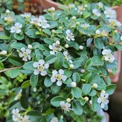 ベニシタン（紅紫檀）４年のサムネイル