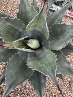 Agave montana 'Lime Flash' 253 - メルカリ