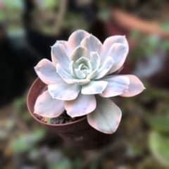 多肉植物♡ルンヨニー錦（抜き苗） - メルカリ