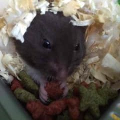 ハル様専用のサムネイル