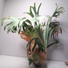 ビカクシダ ssfoong 親株サイズ ビカクシダ SSFoong (OC) 株分け 観葉植物 - メルカリ