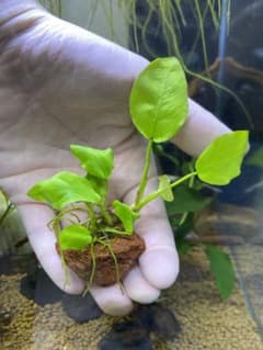 アヌビアスナナ　ゴールデン　溶岩石付き　1株のサムネイル