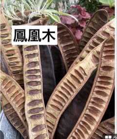 ホウオウボク・豆・(種40個)オーナメント飾り・花材・種子・枝物 ホウオウボク・豆・(種40個)オーナメント飾り・花材・種子・枝物