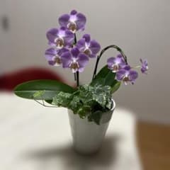 胡蝶蘭とアイビーの寄せ植え 鉢植え - メルカリ