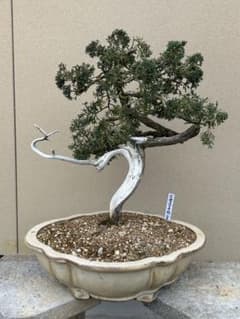 ⭕️希少 犀川金梨地石 うぶ石 長野県産 石のみのご提供です。 | Shop