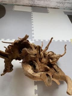 お値下げ。杉の根のオブジェの様なものです。横約60cm、幅30程ですのサムネイル